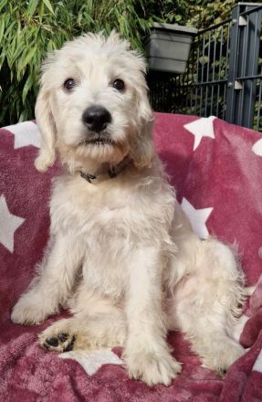 Drei zauberhafte Labradoodle-Welpen suchen ihre Herzensmenschen!