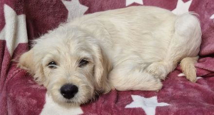 Zwei zauberhafte Labradoodle-Welpen suchen ihre Herzensmenschen!