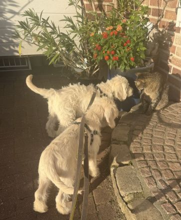 Noch ein zauberhafter Labradoodle-Welpe - Rüde - sucht seine Herzensmenschen!