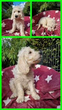 Noch ein zauberhafter Labradoodle-Welpe - Rüde - sucht seine Herzensmenschen!