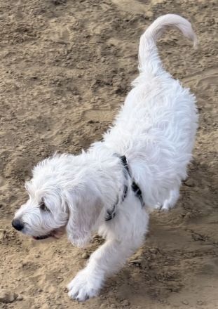 Noch ein zauberhafter Labradoodle-Welpe - Rüde - sucht seine Herzensmenschen!