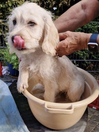 Drei zauberhafte Labradoodle-Welpen suchen ihre Herzensmenschen!