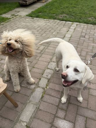 Zwei zauberhafte Labradoodle-Welpen suchen ihre Herzensmenschen!