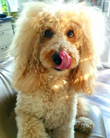 Labradoodle-Welpen/ Doodles/ F1 Medium Standard suchen ihr Traumzuhause