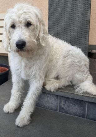 Labradoodle-Welpen/ Doodles/ F1 Medium Standard suchen ihr Traumzuhause