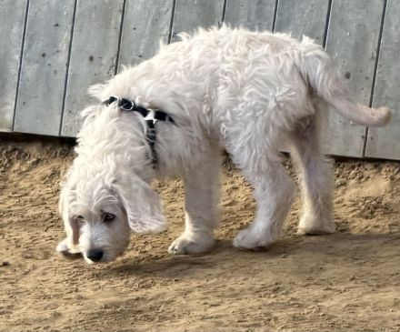 Noch ein zauberhafter Labradoodle-Welpe - Rüde - sucht seine Herzensmenschen!
