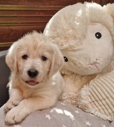 F1 Medium Labradoodle-Welpen – mit Herz in der Familie aufgezogen