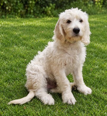 Noch ein zauberhafter Labradoodle-Welpe - Rüde - sucht seine Herzensmenschen!
