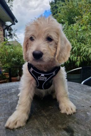 F1 Medium Labradoodle-Welpen – mit Herz in der Familie aufgezogen