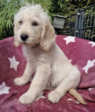 Drei zauberhafte Labradoodle-Welpen suchen ihre Herzensmenschen!