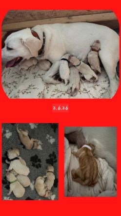 Labradoodle-Welpen/ Doodles/ F1 Medium Standard suchen ihr Traumzuhause