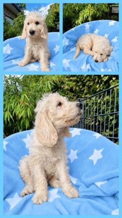 Zwei zauberhafte Labradoodle-Welpen suchen ihre Herzensmenschen!