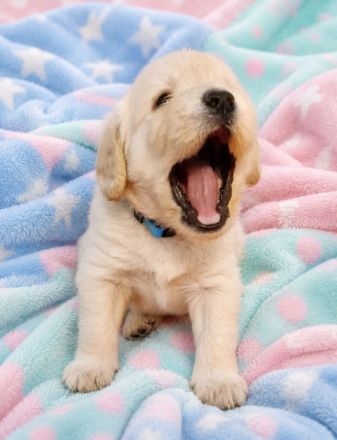 Labradoodle Welpen Doodle ähnlich Goldendoodle F1 Medium - erfahrene liebevolle Familienaufzucht