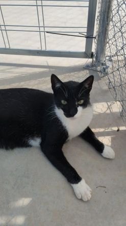 Tom, sozialer, junger Stubentiger sucht ein kuschliges Zuhause, 2 Jahre