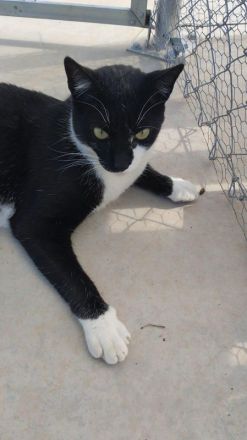 Tom, sozialer, junger Stubentiger sucht ein kuschliges Zuhause, 2 Jahre