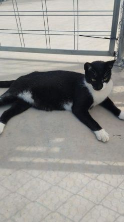 Tom, sozialer, junger Stubentiger sucht ein kuschliges Zuhause, 2 Jahre