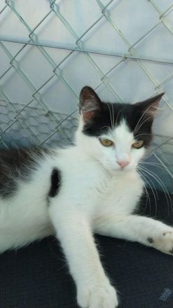 Dunja,  verspielte, sehr soziale junge Kätzin, 3 Monate