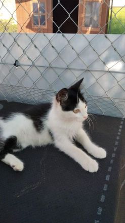 Dunja,  verspielte, sehr soziale junge Kätzin, 3 Monate