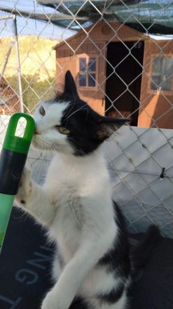 Dunja,  verspielte, sehr soziale junge Kätzin, 3 Monate