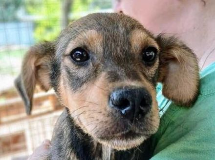 Andy, zuckersüßer 5-monatiger Rüde, der gerne mehr menschliche Aufmerksamkeit hätte, 30 cm