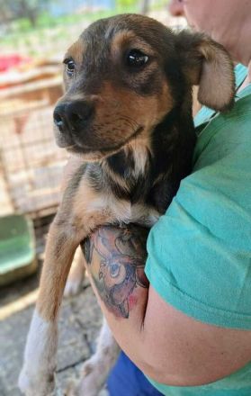 Andy, zuckersüßer 5-monatiger Rüde, der gerne mehr menschliche Aufmerksamkeit hätte, 30 cm