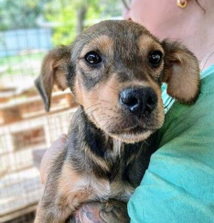 Andy, zuckersüßer 5-monatiger Rüde, der gerne mehr menschliche Aufmerksamkeit hätte, 30 cm