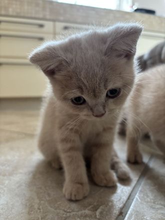 BKH Kitten