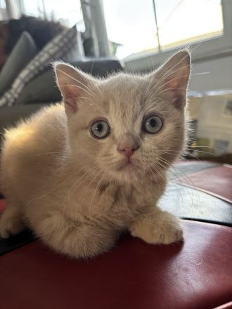 BKH Kitten