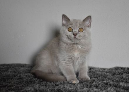 Bkh Kätzchen mit Papiere ab sofort