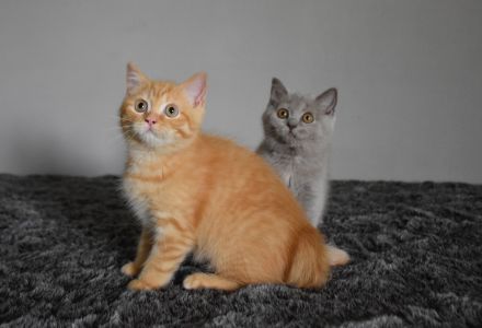 Bkh Kätzchen mit Papiere ab sofort