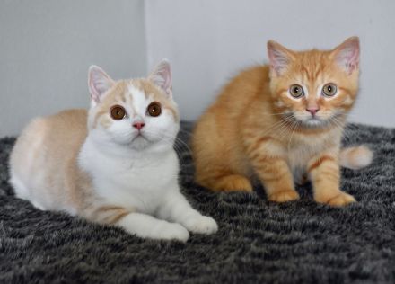 Bkh Kätzchen mit Papiere ab sofort