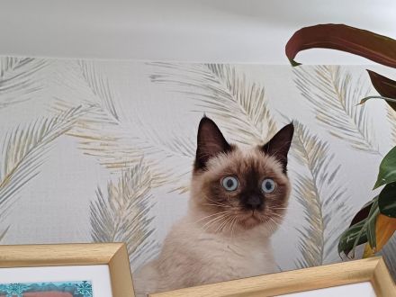 wunderschöne Bonny sucht liebevolles Heim