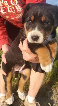 Großes Schweizer Sennenhund Mädchen