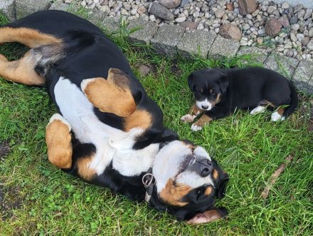 Großes Schweizer Sennenhund Mädchen