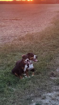 Großes Schweizer Sennenhund Mädchen