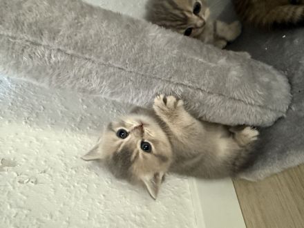 Britisch-Kurzhaar - BKH Kitten - wunderschön und liebevoll aufgezogen, ab sofort abzugeben