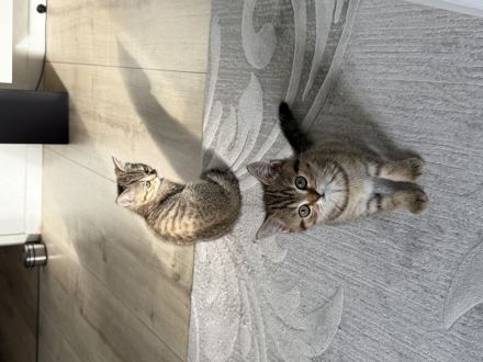 Britisch-Kurzhaar - BKH Kitten - wunderschön und liebevoll aufgezogen, ab sofort abzugeben