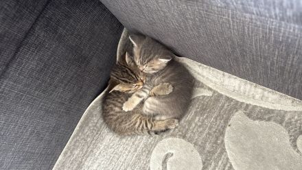 Britisch-Kurzhaar - BKH Kitten - wunderschön und liebevoll aufgezogen, ab sofort abzugeben