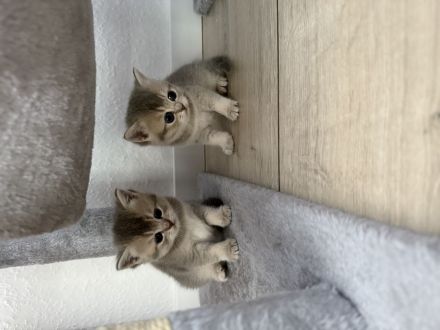 Britisch-Kurzhaar - BKH Kitten - wunderschön und liebevoll aufgezogen, ab sofort abzugeben