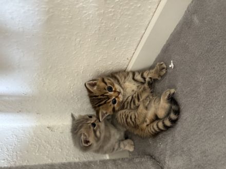 Britisch-Kurzhaar - BKH Kitten - wunderschön und liebevoll aufgezogen, ab sofort abzugeben