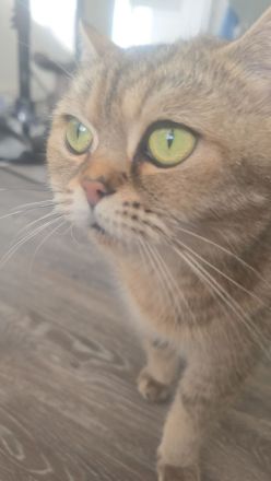 Sehr hübsche liebe Katze zu Adoption frei