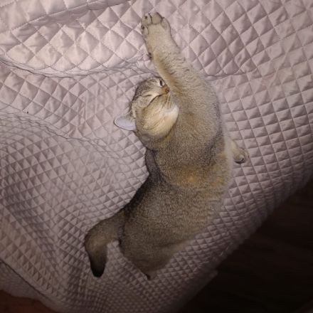 Sehr hübsche liebe Katze zu Adoption frei