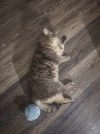 Katerchen wolke Bärchen