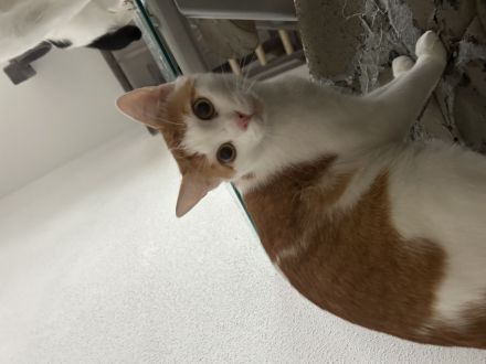 Zwei liebevolle Katzen suchen ein neues Zuhause