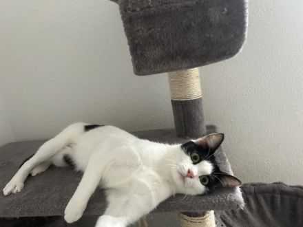 Zwei liebevolle Katzen suchen ein neues Zuhause