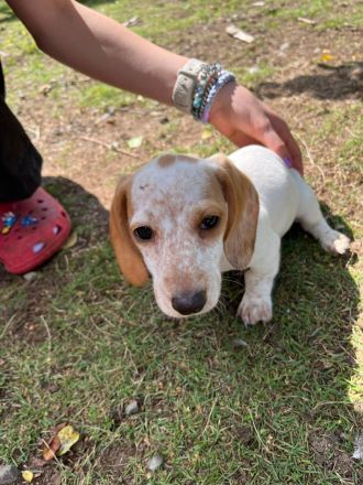 Suche meine „Für-immer-Familie“