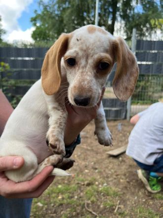 Suche meine „Für-immer-Familie“