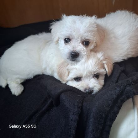 Malteser Welpen suchen liebevolles Zuhause