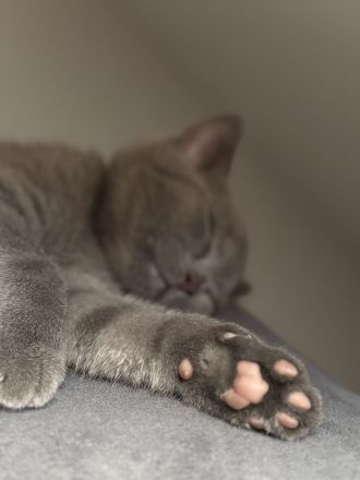 Britischkurzhaar kittie