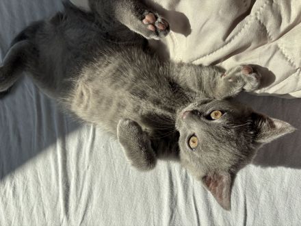 Britischkurzhaar kittie